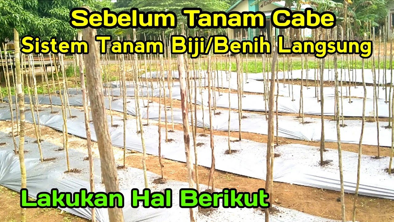 Persiapan tanam cabe sistem tanam benih/biji langsung