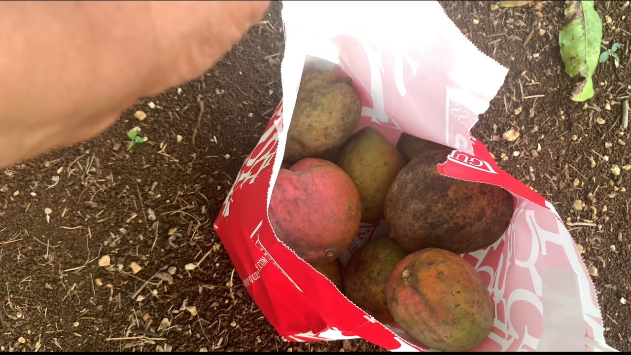 Picking  up Julie mangoes  that drop of tree in Jamaica 🇯🇲 & getting a sim card at Digicel J M