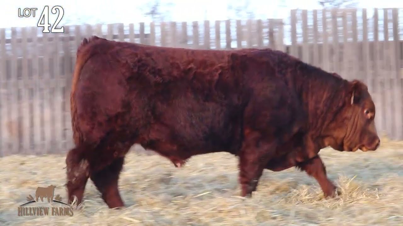 Hillview Farms Bull & Female Sale 2026 Lot 42 Hillview Nobility 64N