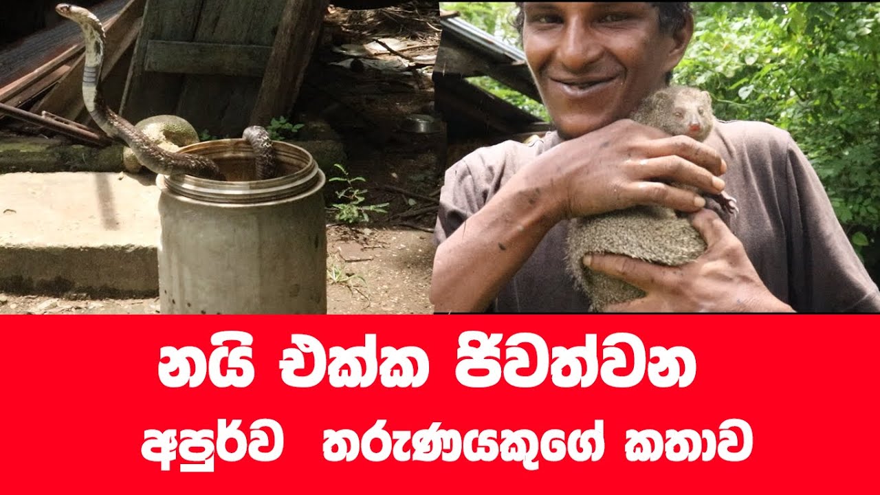නයි එක්ක ජිවත්වන සොදුරු තරුණයා