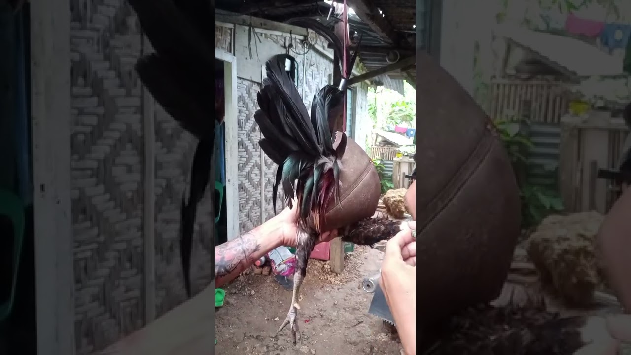 Tari Tutorial|| paano mag lagay ng tari sa manok| Tamang Asinta at Tamang pag sasapin