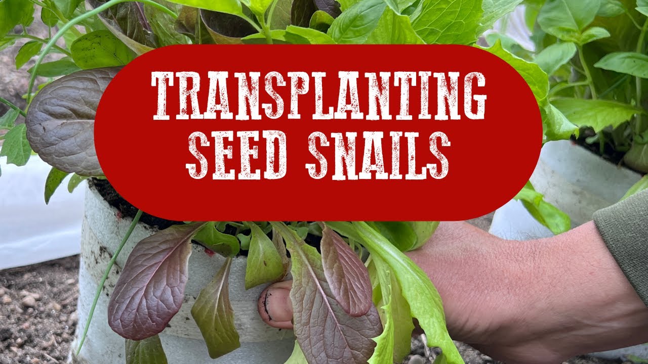 Transplanting Your Seed Snail
