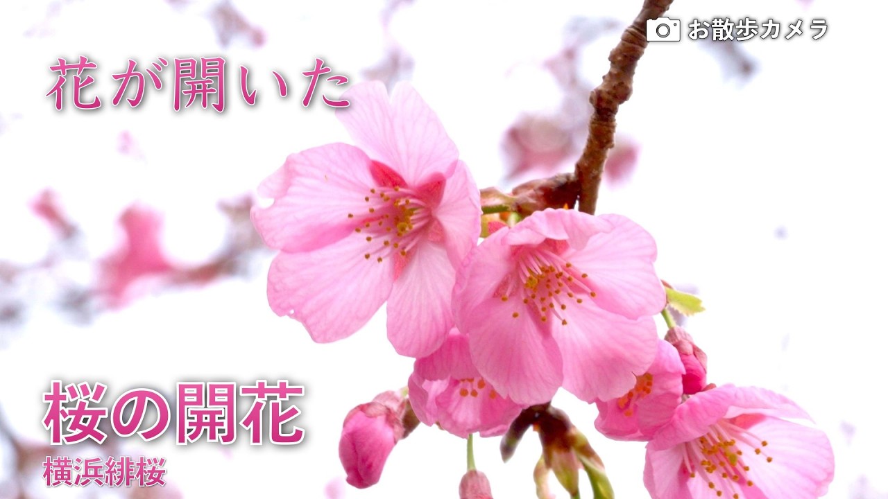 🌸【さくらの開花】あちらこちらの花が開いてます　2026.3.13