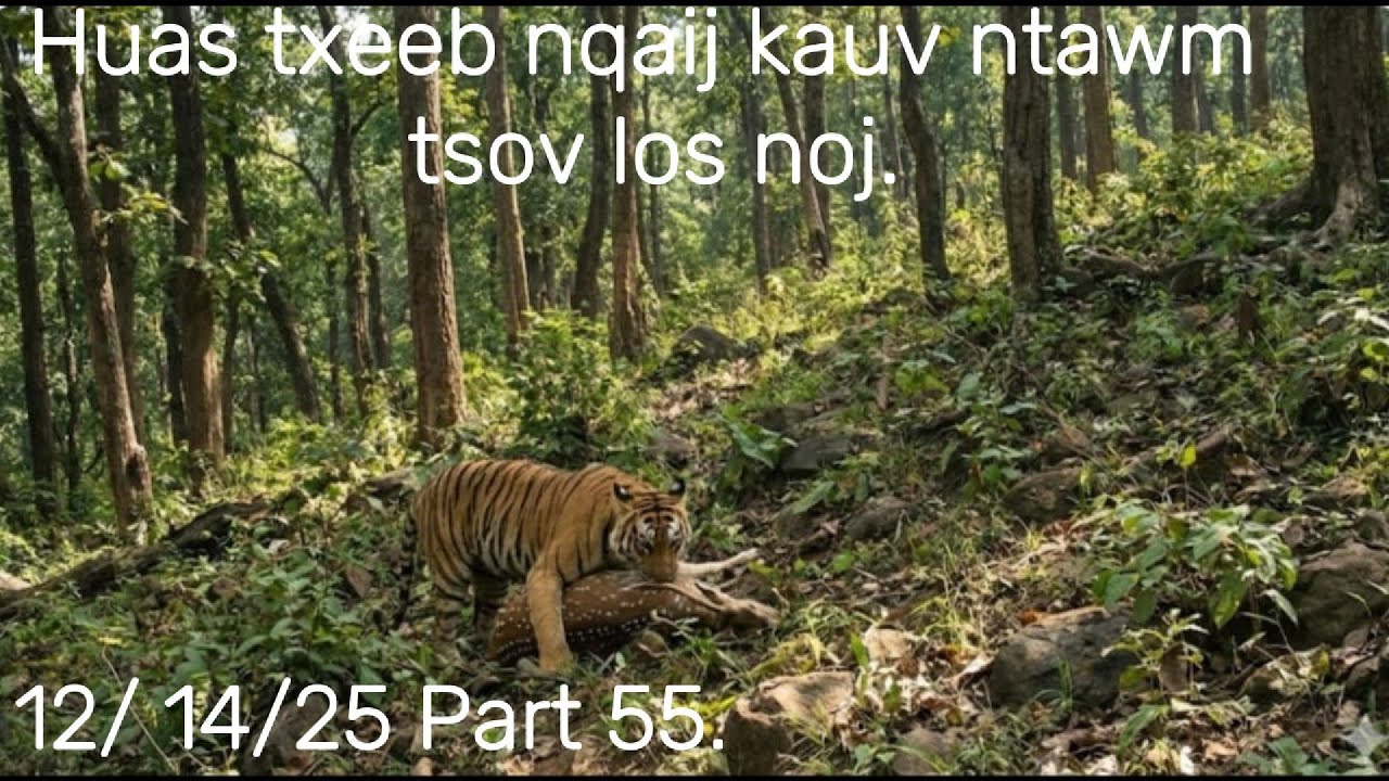 Huas txeeb nqaij kauv ntawm tsov los noj txaus ntshai heev.