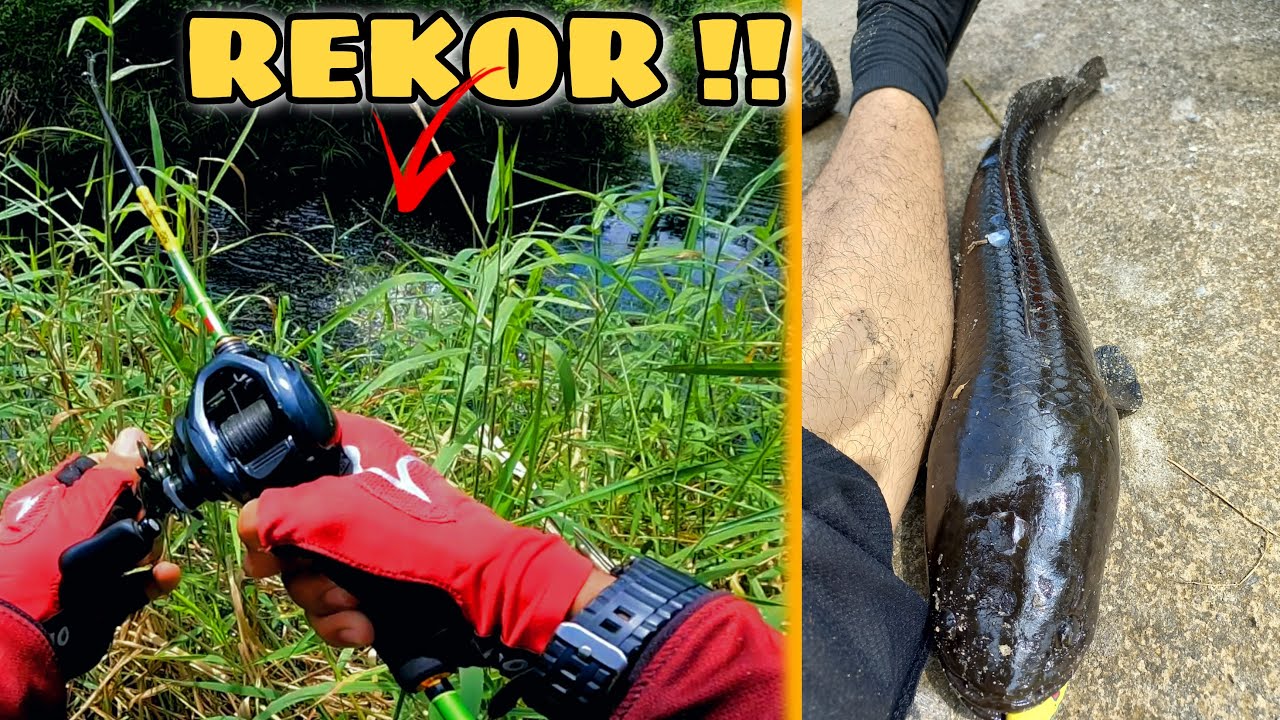REKOR AWAL TAHUN 2023 || TERTANGKAPNYA MONSTER GABUS PENGHUNI PARIT PINGGIR JALAN