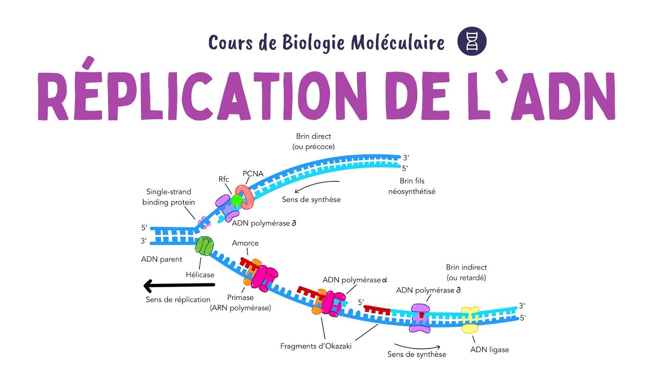 RÉPLICATION DE L'ADN | ACIDES NUCLÉIQUES | Biochimie Facile