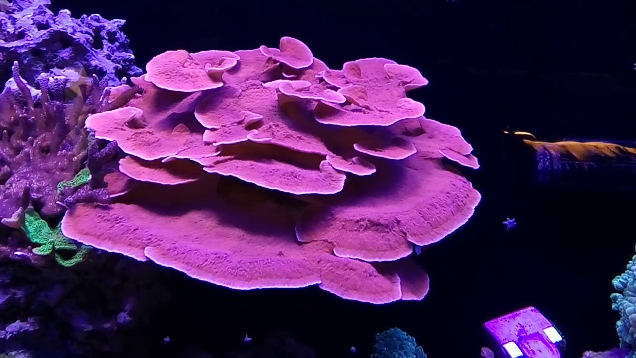 Montipora capricornis