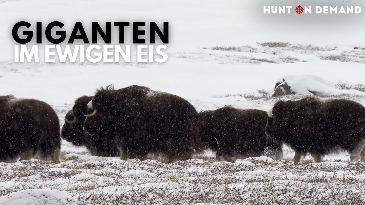❄️🦬Abenteuer Gr&ouml;nland🦬❄️ 1/2 &ndash; auf Moschusochsen im ewigen Eis &ndash; @hunterbrothersofficial Trailer