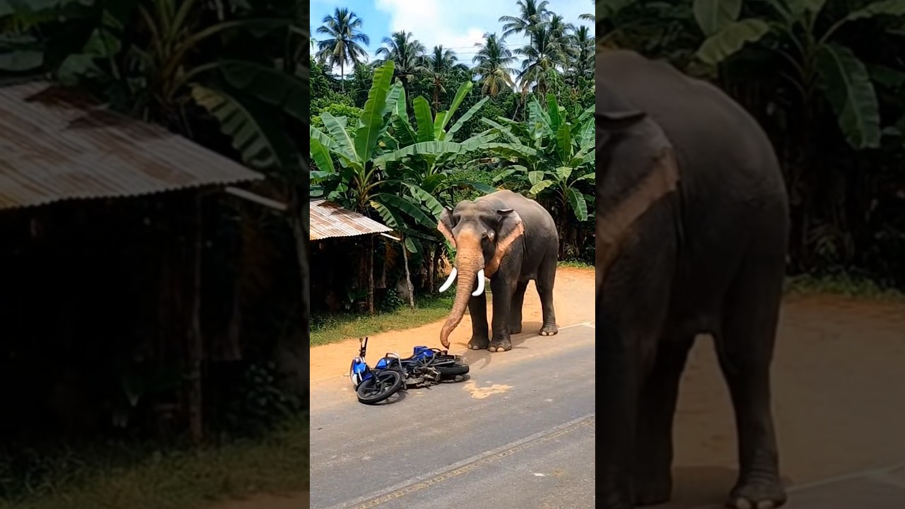 Elephant Attack Near Shop 😱 | Hathi Ne Dukan Tod Di | Bike Rider Ran Away in Fear 🐘🔥#elephant #cctv