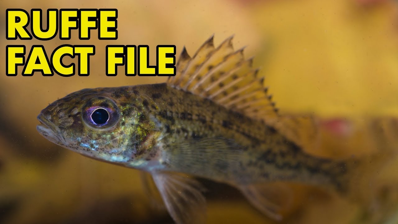 Ruffe: Fact File (British Wildlife Facts)