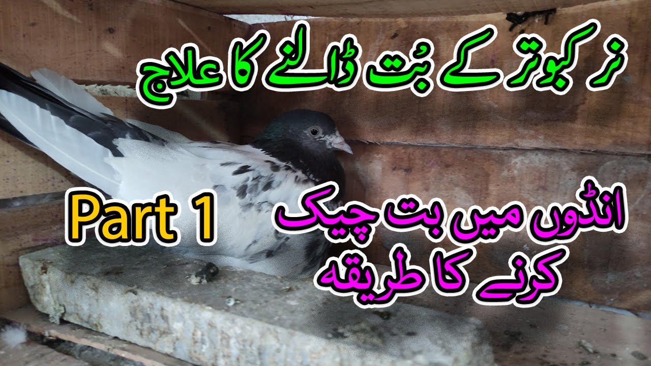 Kabootar ke bot na dalne ka nuskha | Kabootar ke bot na dalne ka ilaj