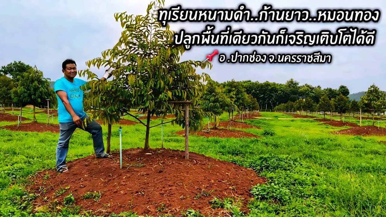 ทุเรียนหนามดำ..ก้านยาว..หมอนทอง ปลูกพื้นที่เดียวกันก็เจริญเติบโตได้ดี 📌อ.ปากช่อง จ.นครราชสีมา