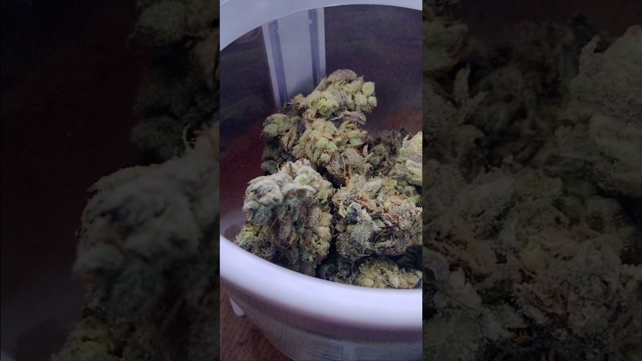 EXCLUSIVE 710 LABS FLOWER - LEMON 🍋 TART PUCKER #1 😯😋