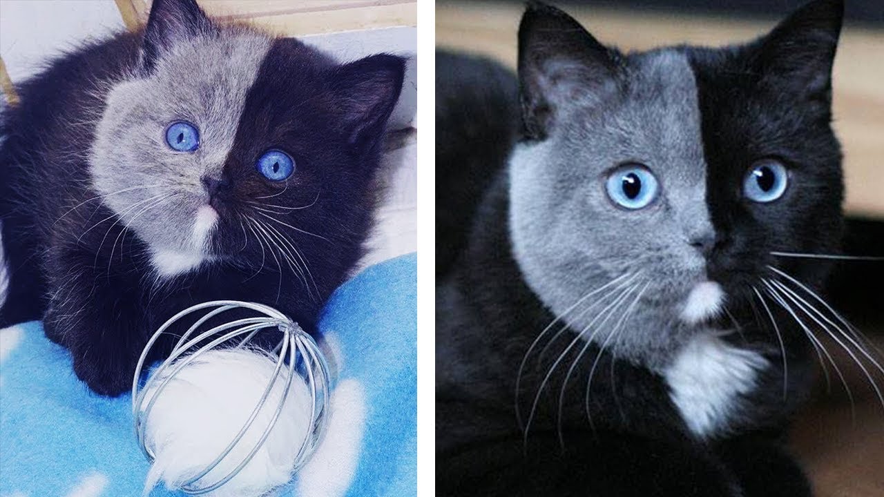Rare Kitten Born With &lsquo;Two Faces&rsquo; Grows Up Into The Most Beautiful Cat Ever!
