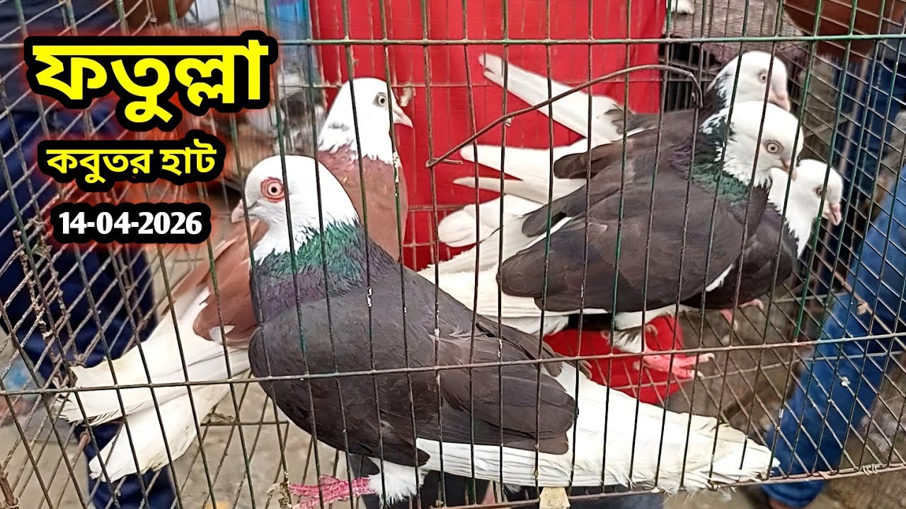 14-04-2026 ফতুল্লা কবুতরের হাট | Fatullah pigeon market | Fatullah kobutor hat | কম দামে কবুতর কিনুন