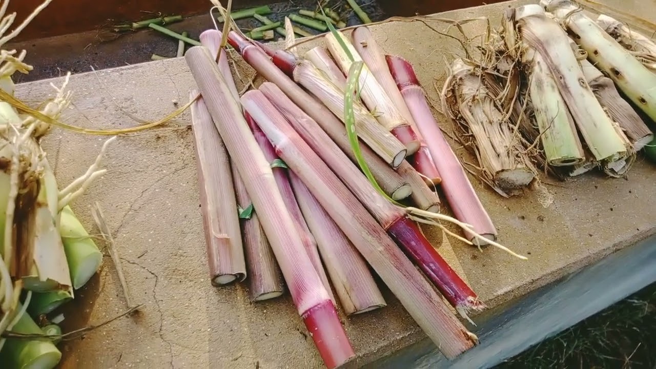Ganna grass, Makai grass, smart sweat grass, Taiwan king giant grass,AustralianredNapier 03085533080