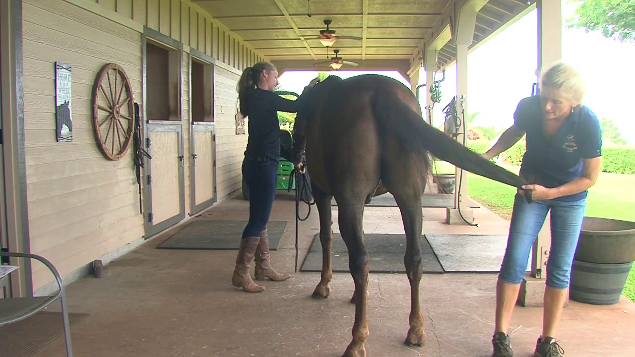 Evaluating Hooves and what it means to the body of your horse