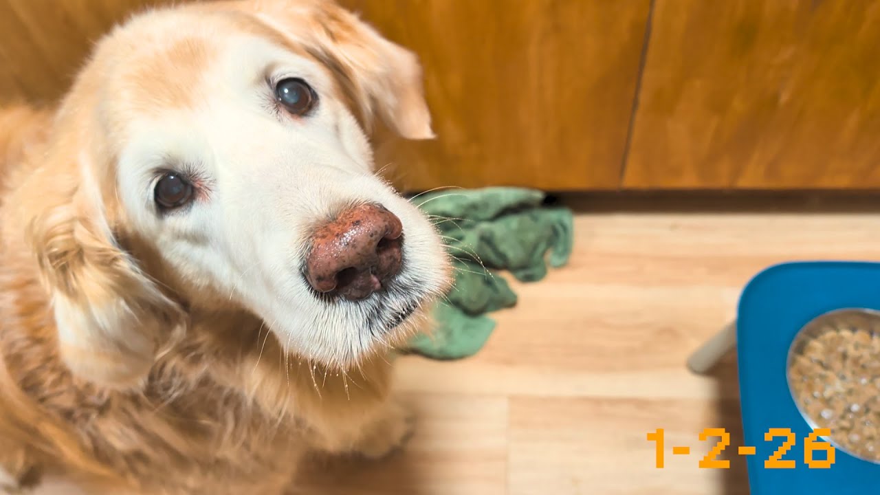 Vocal Pooch