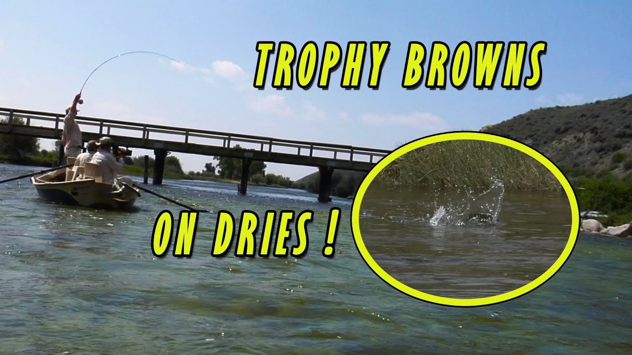 Fly Fishing for Monster Brown Trout on Dry Flies!
