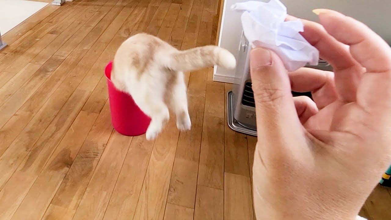 ゴミをポイ捨てすると猫が毎回こうなっちゃいます...笑