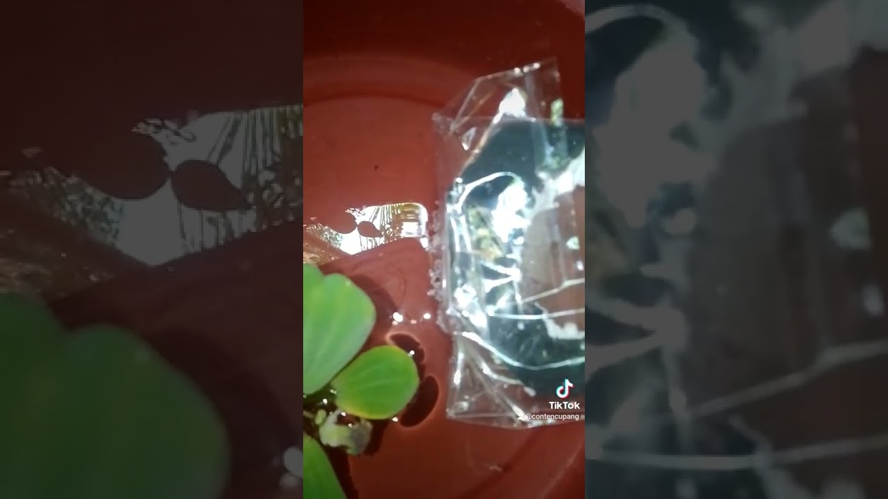 Fccp vs HM supered apa jdi nya