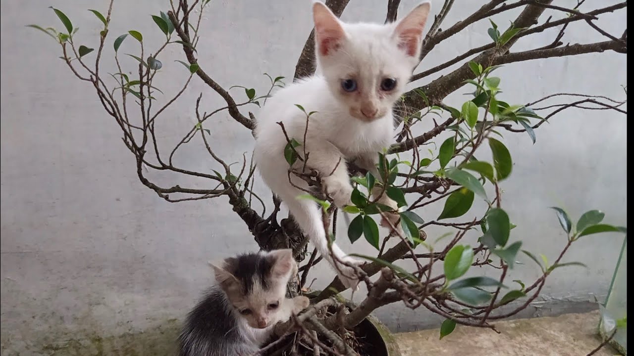 Lincahnya si Mungil! Aksi Kecil yang Menggemaskan di Atas Pohon Pot