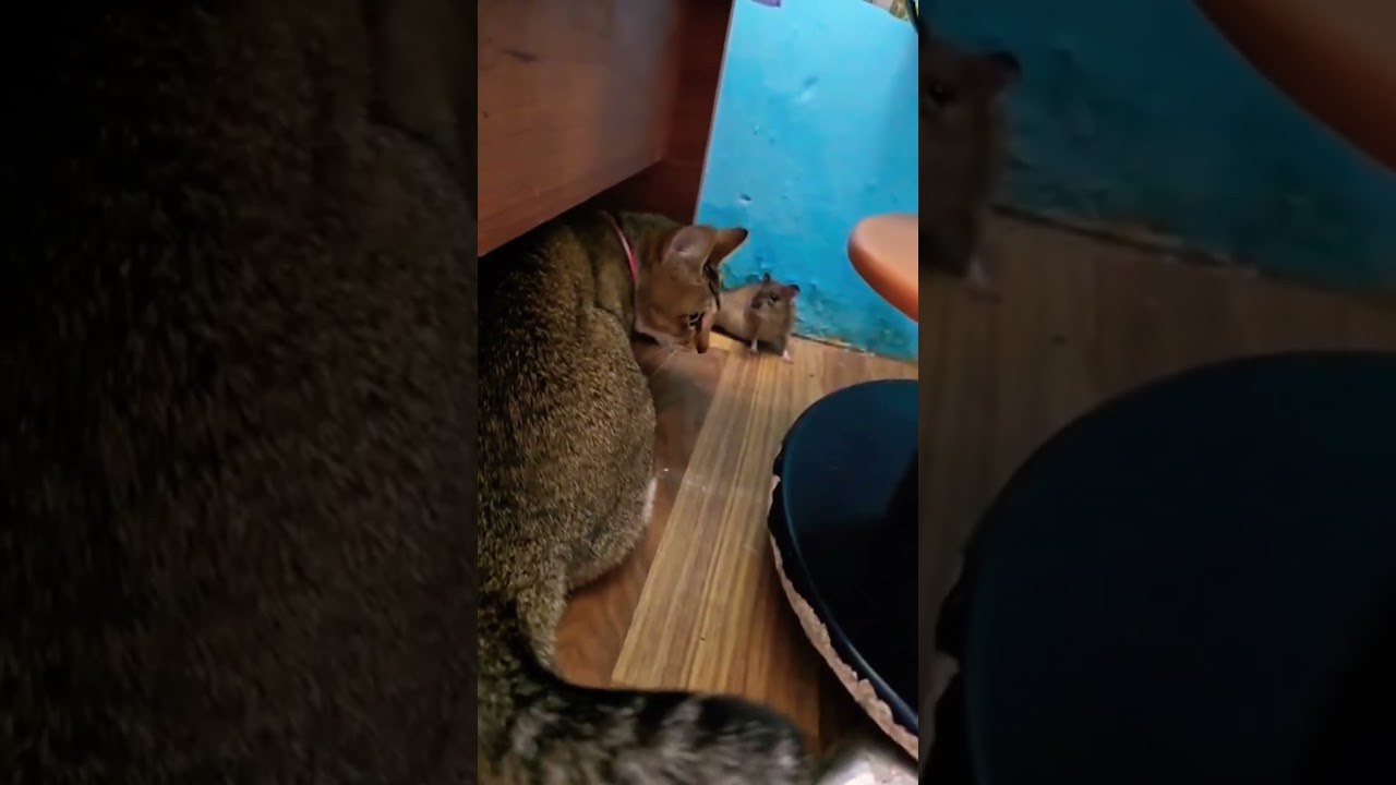 My sister cat named Jenny, the most gentle cat I have seen so far. Jenny choosing kindness :)