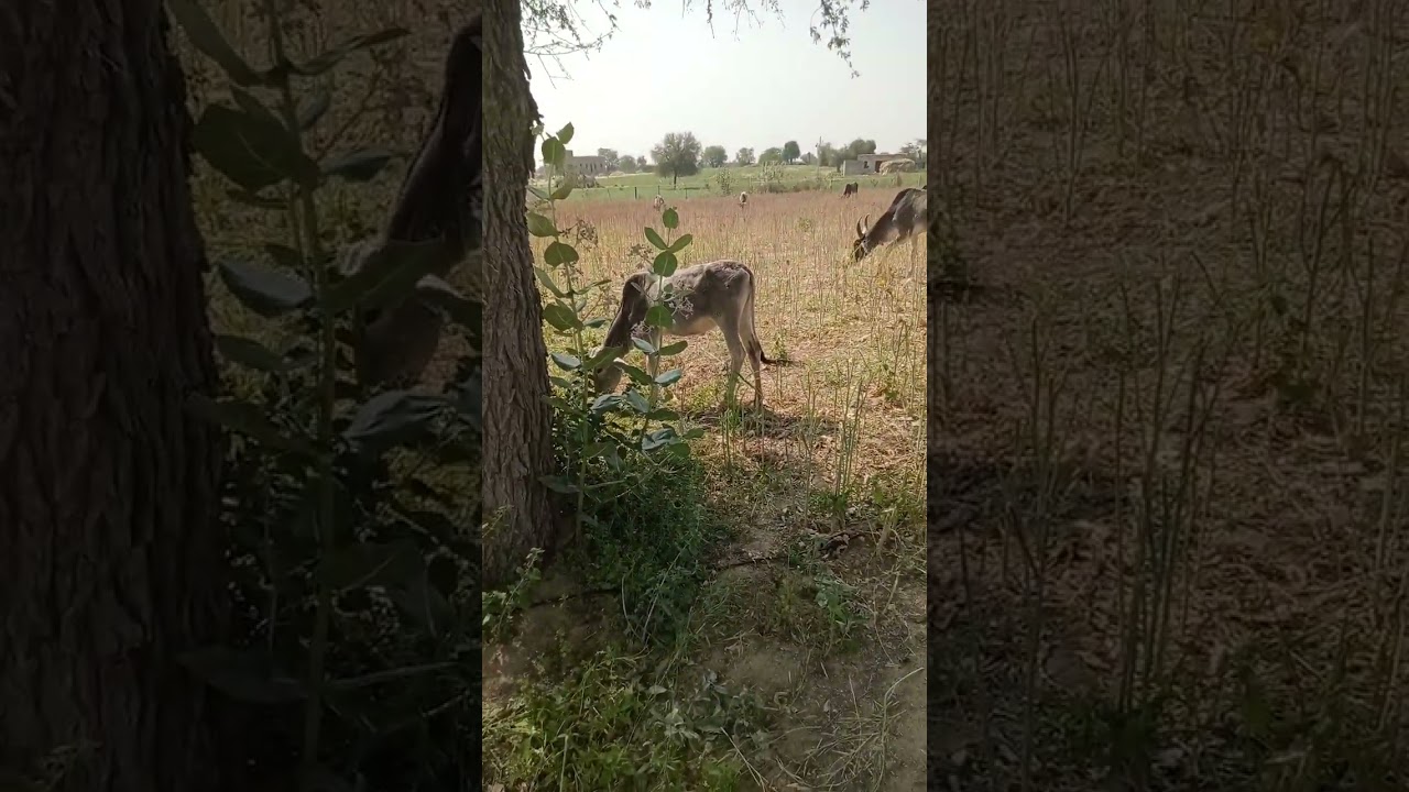 🙏😆आवारा नन्दी महाराज को हराएं हूं🙏😆