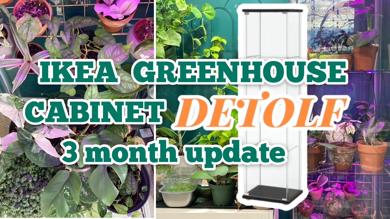 UPDATE: IKEA GREENHOUSE CABINET(DETOLF EDITION) FOR TROPICAL HOUSEPLANTS | WINTER - SPRING 2021