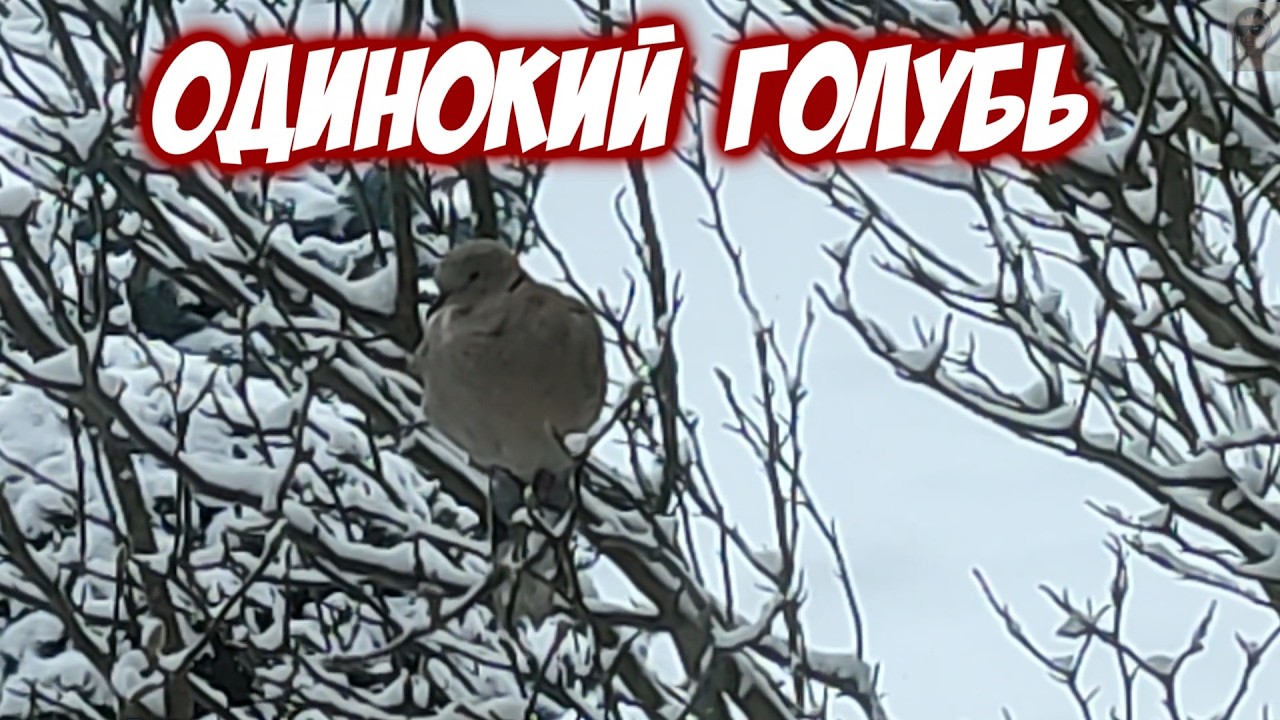 Знакомый голубь зимой прилетел в гости и чистит перья A familiar pigeon came to visit in winter