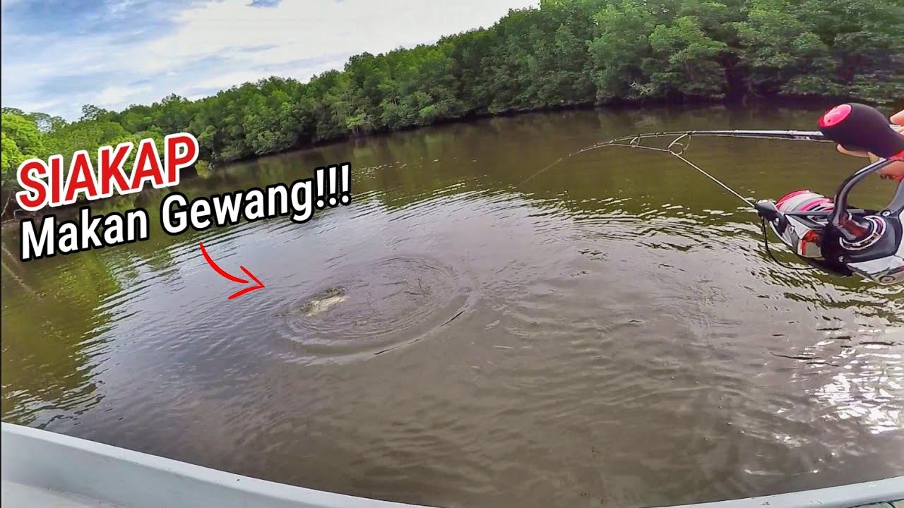Casting SIAKAP LIAR Menggunakan Gewang di Muara Sungai Merbok
