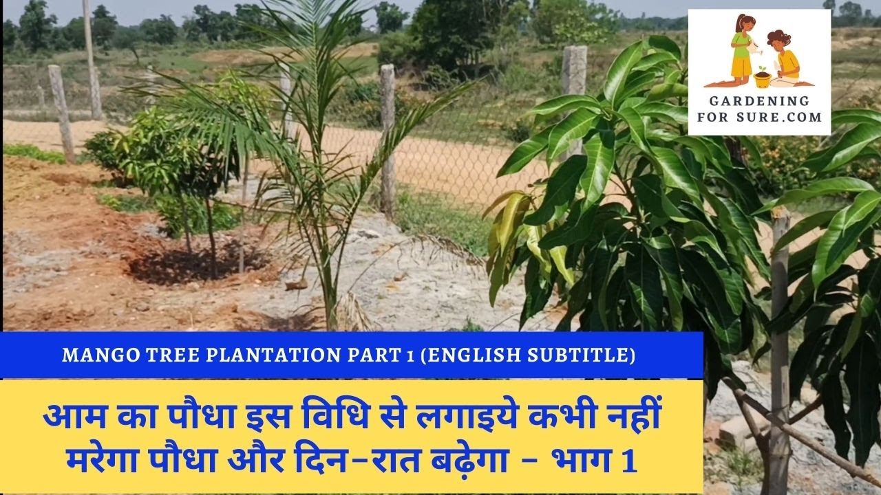 How to plant a mango tree in the ground Part 1 | Mango tree plantation method Part 1