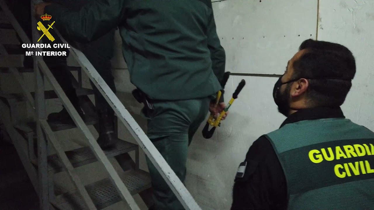 Desmantelan una importante plantación de marihuana en una nave industrial de Cieza