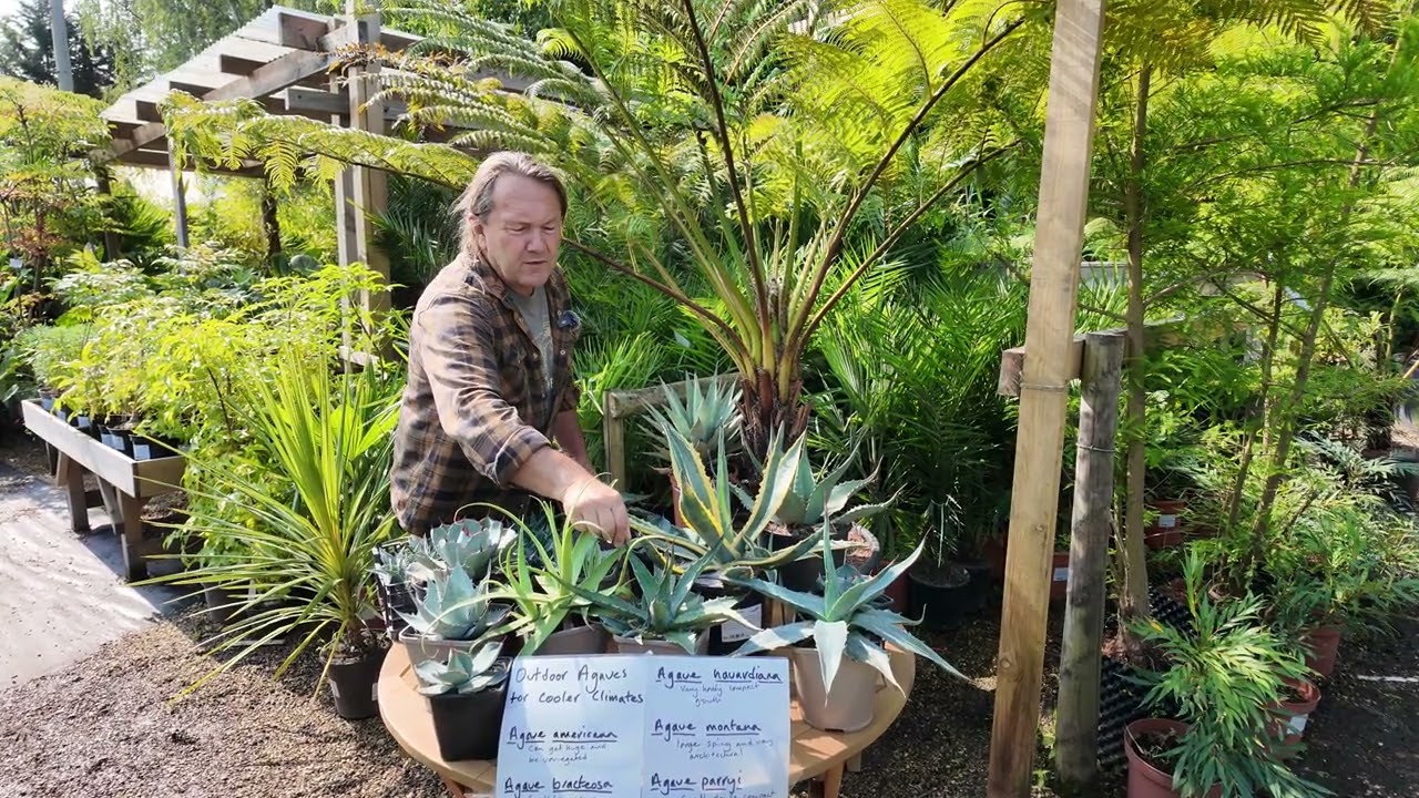 Hardy Agaves for your garden