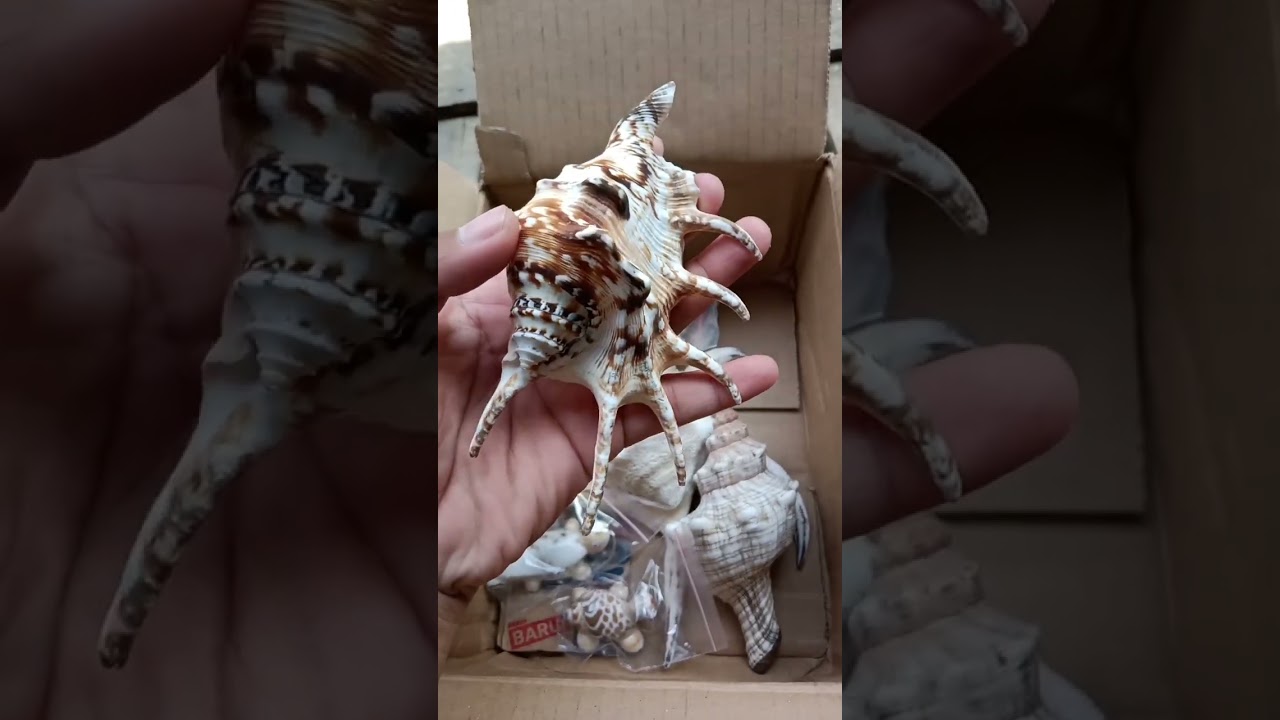 Unboxing Cangkang Kerang Harpago Rugosa