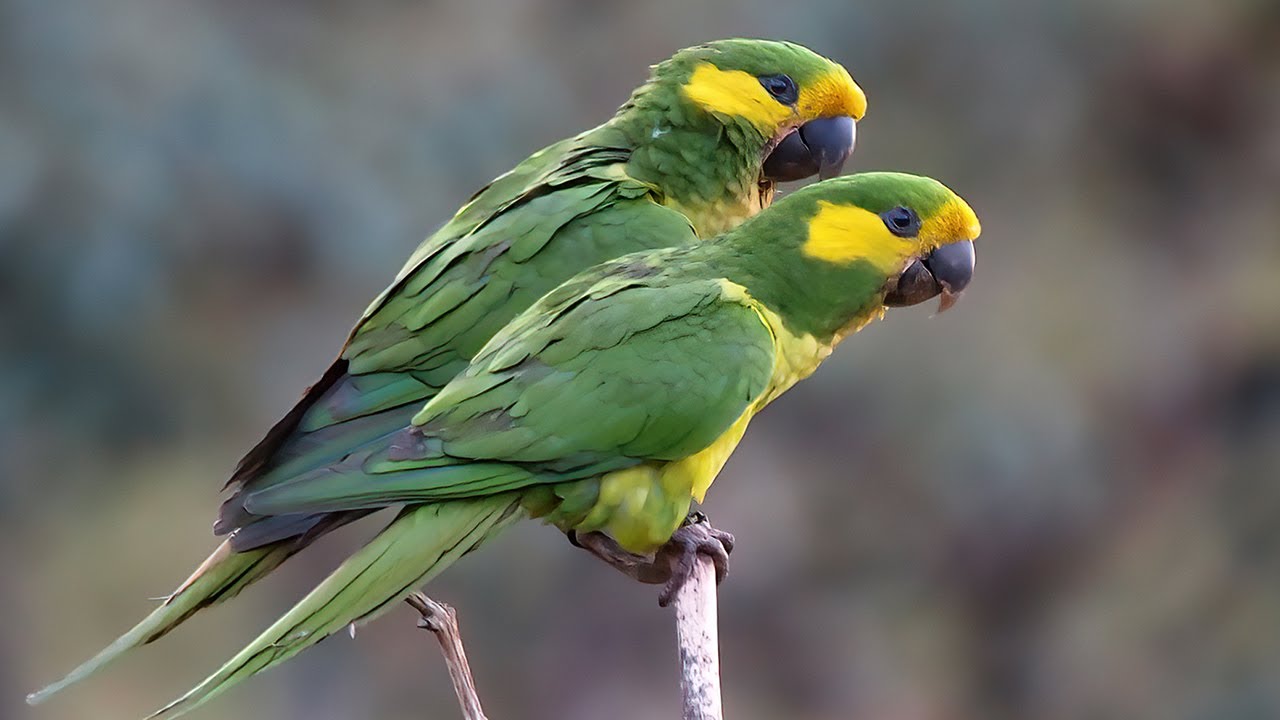 Yellow-eared Parrot