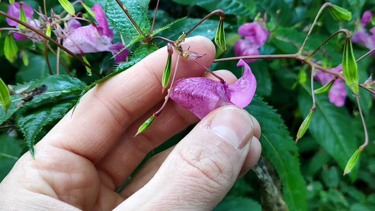 Ist Indisches Springkraut essbar?