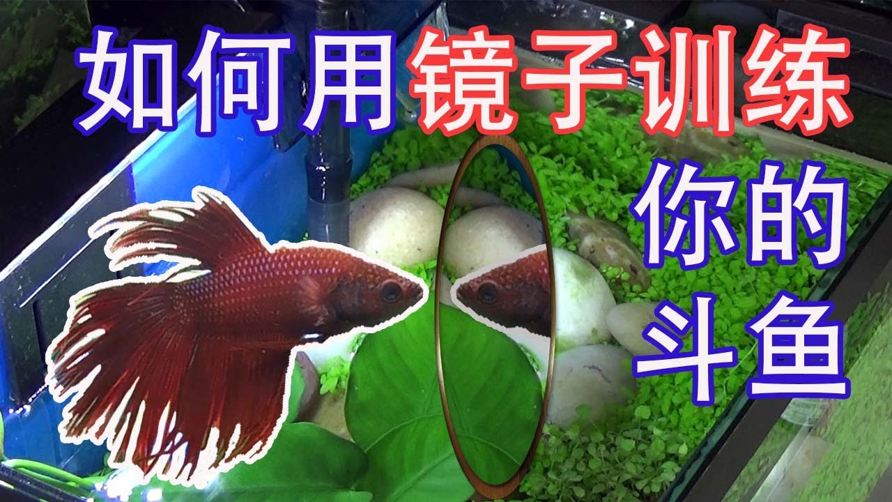 如何训练你的斗鱼？对你的鱼有什么好处?【镜子训练】
