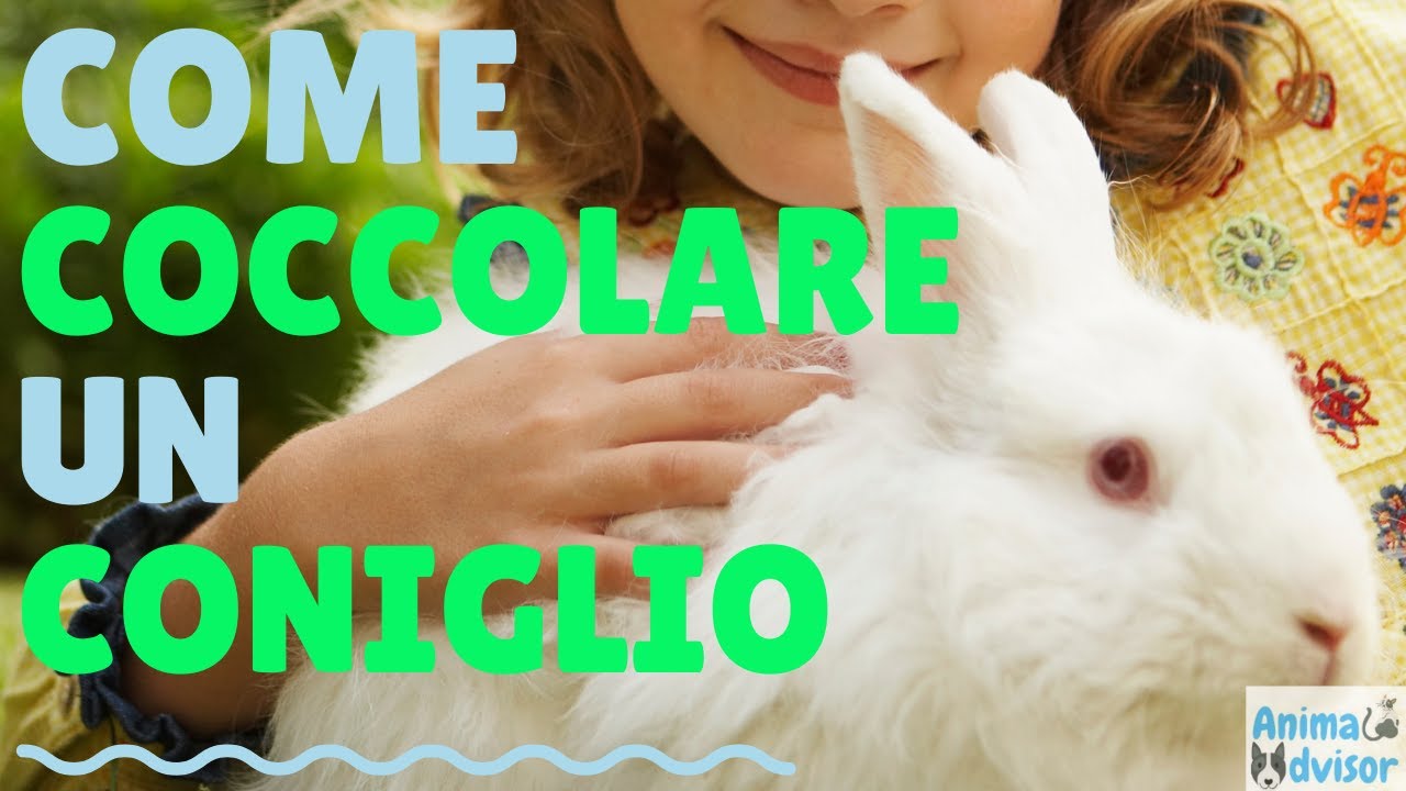 COME COCCOLARE UN CONIGLIO