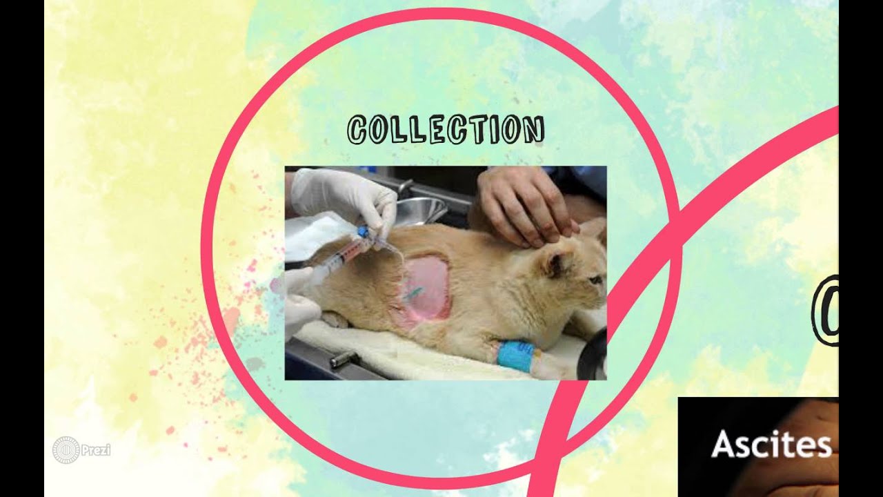 Effusions (Veterinary Technician Education)