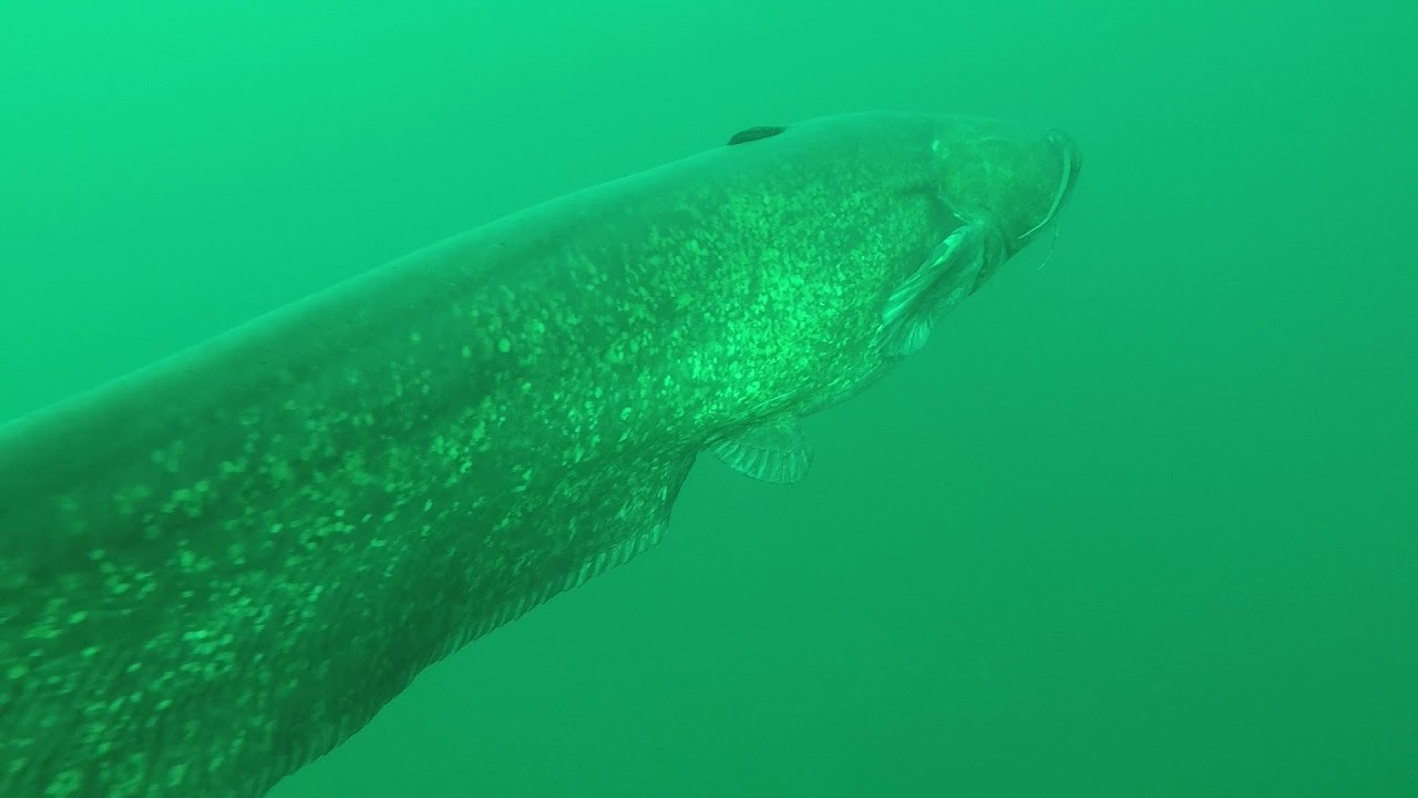 Beim Freediving im Kulkwitzer See 3 Welse getroffen.