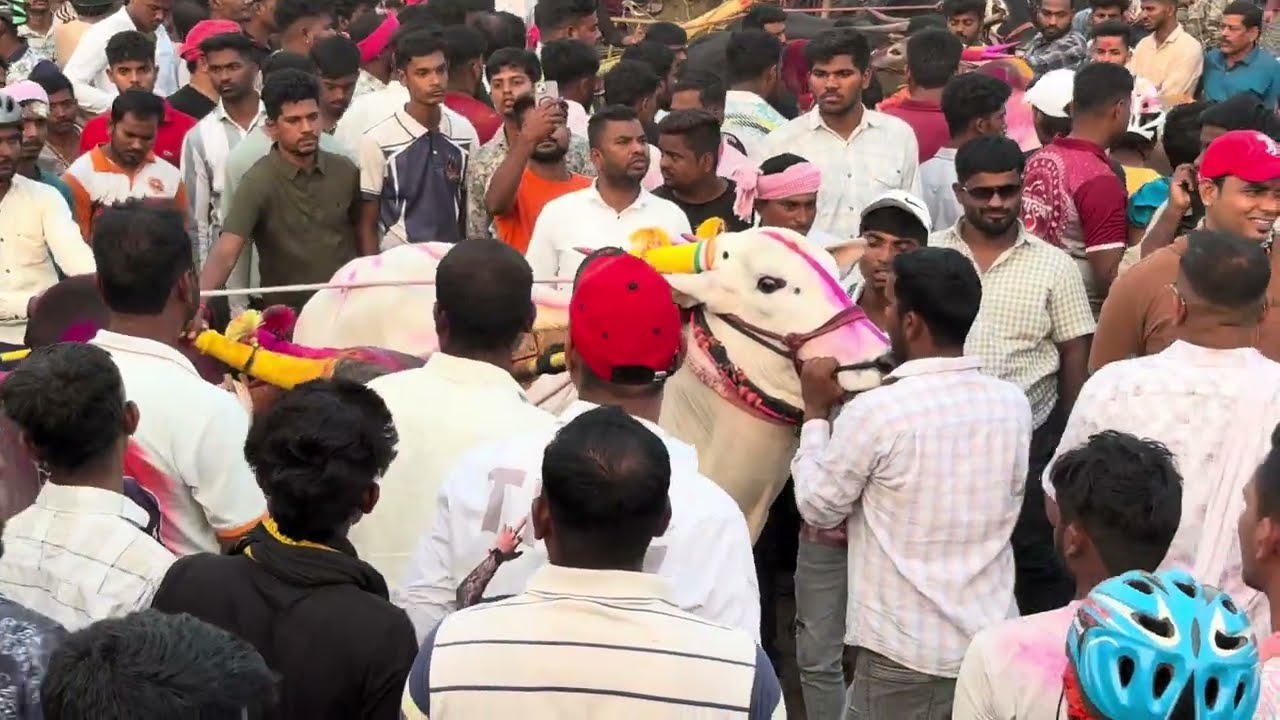 भुंगा आणी सैराट VS सर्जा आणी पक्षा 