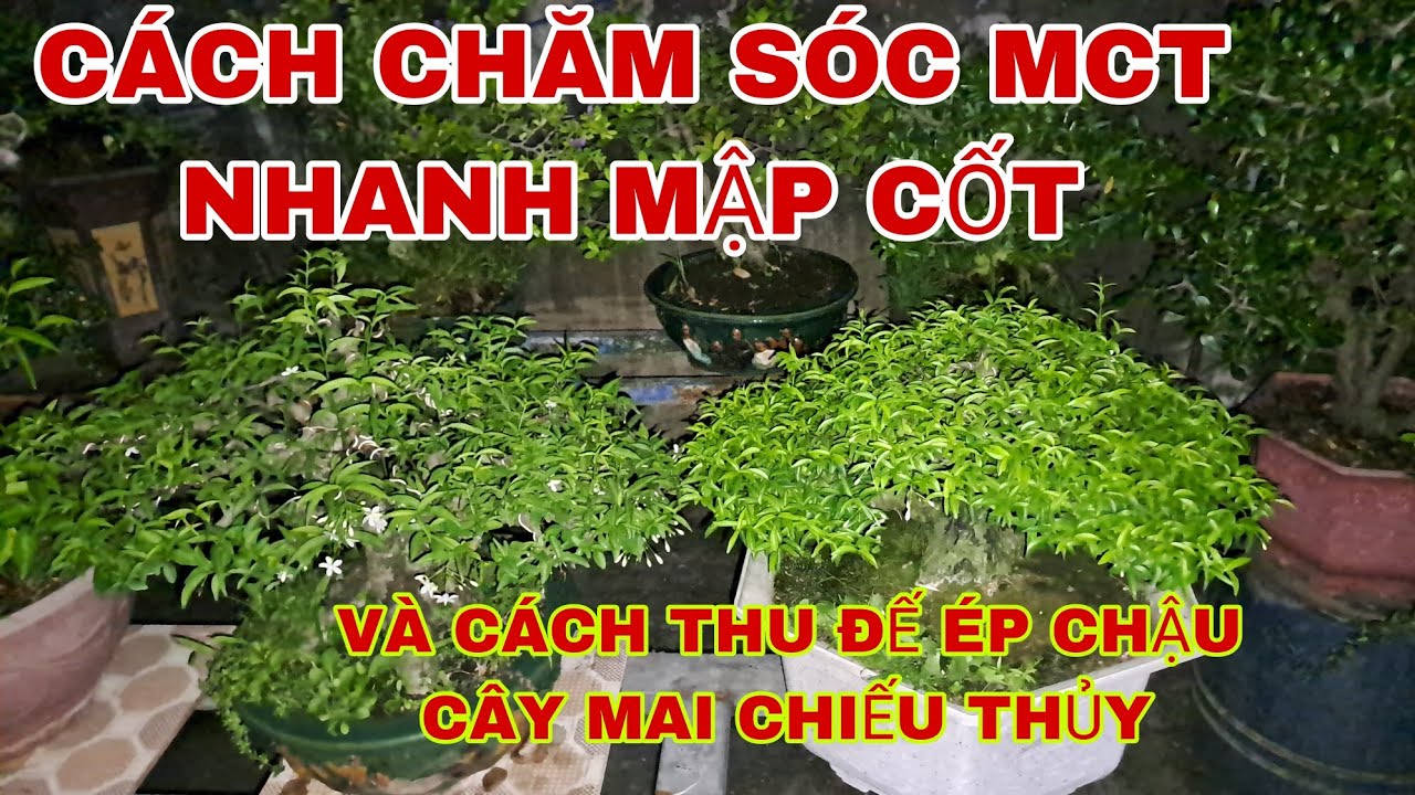 CÁCH CHĂM SÓC MAI CHIẾU THỦY NHANH MẬP CỐT