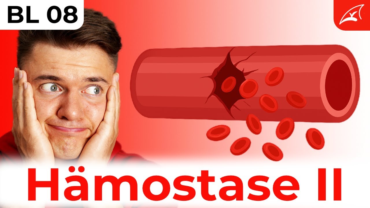 Gerinnungskaskade und sekundäre Hämostase🩸 (Blutgerinnung) - einfach erklärt!
