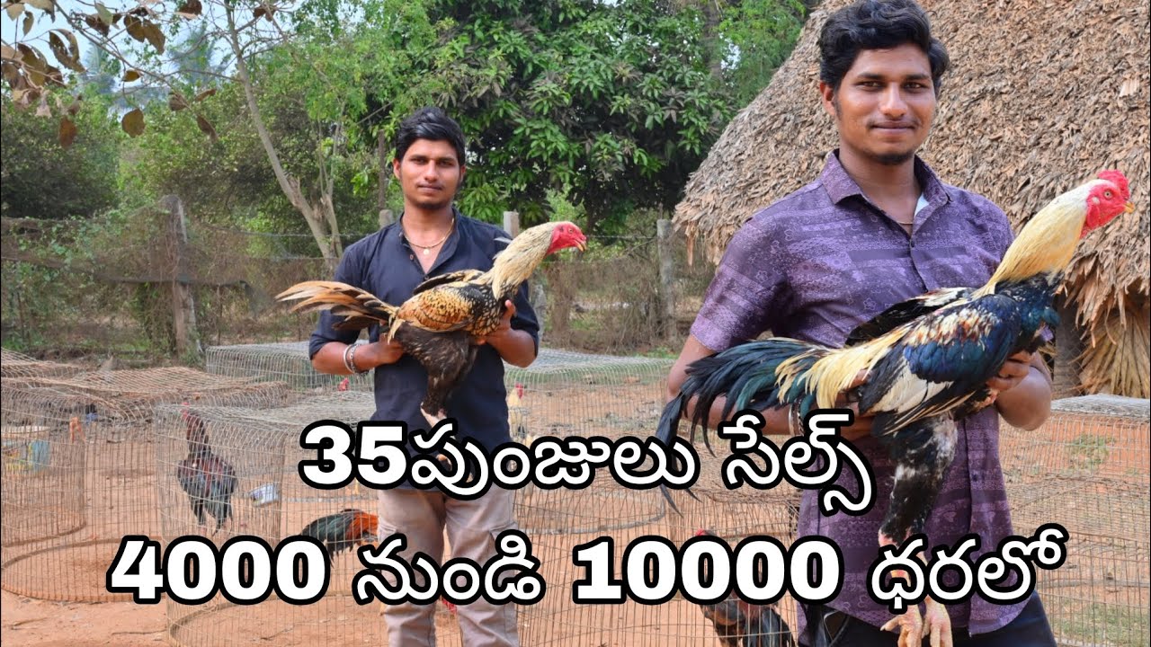 9100371557 పూర్తి వివరాలకు ఓన్లీ వాట్సాప్ ట్రాన్స్పోర్ట్ సదుపాయము ఉంది 1/2/2026