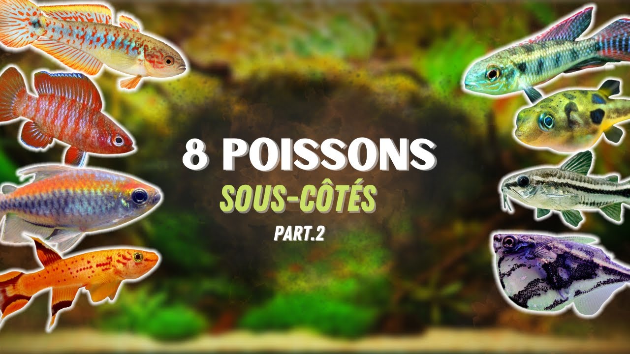 8 POISSONS SOUS-CÔTÉS EN AQUARIUM ! PARTIE 2