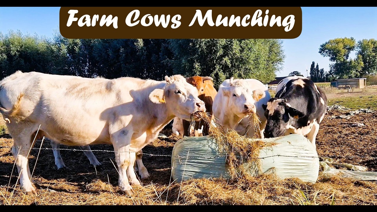 Aggressive Hay Feast! 🐄 Farm Cows Munching in Golden Sunlight (ASMR) #CowASMR #FarmLife #NatureASMR