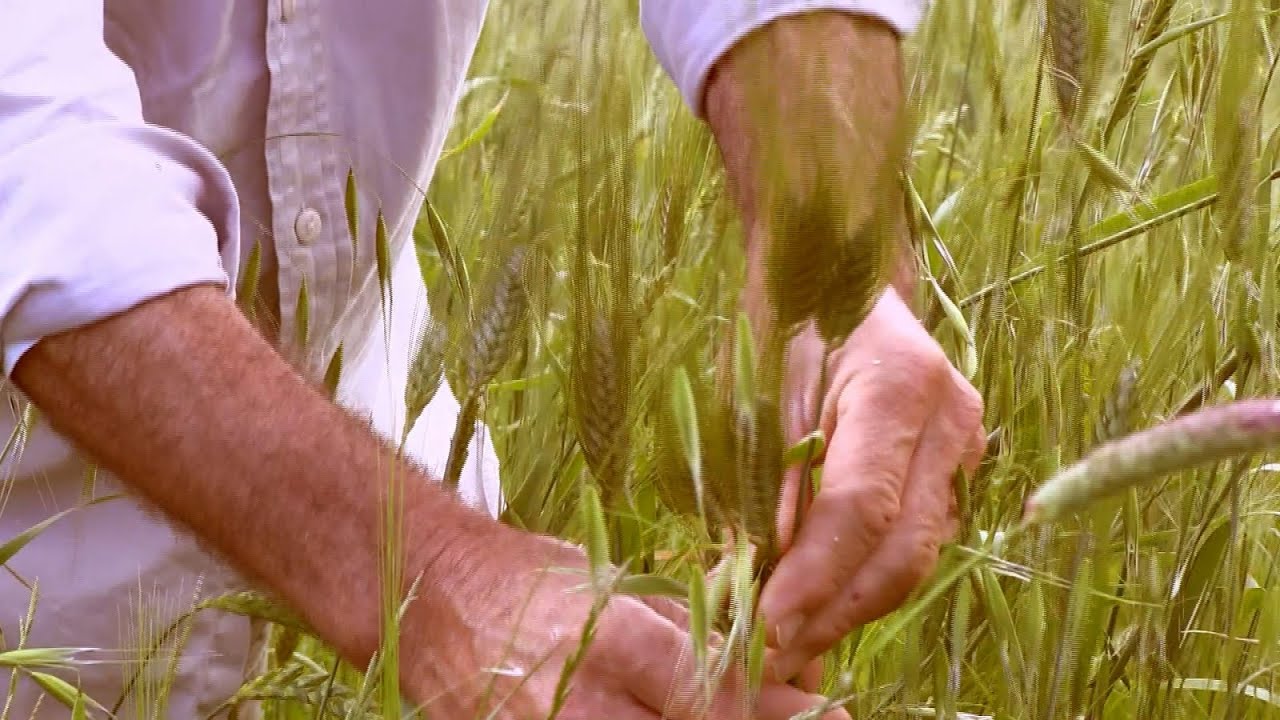 Ritorno al grano antico: gigante e senza insetticidi