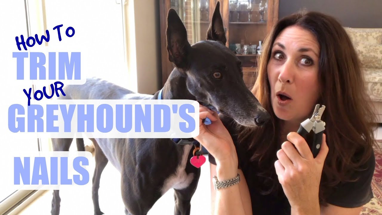 How to Trim your Greyhound's Nails