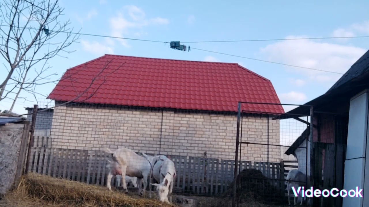 05.03.24. Через скільки після окоту здоювати козу??? Чим годувати козенят???